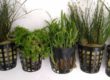 Plantas para acuario de agua fria