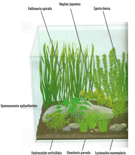 Como colocar plantas acuario agua fria
