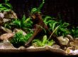 Acuario con plantas de pecera para principiantes