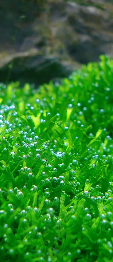 Plantas tapizantes acuario: riccia fluitans
