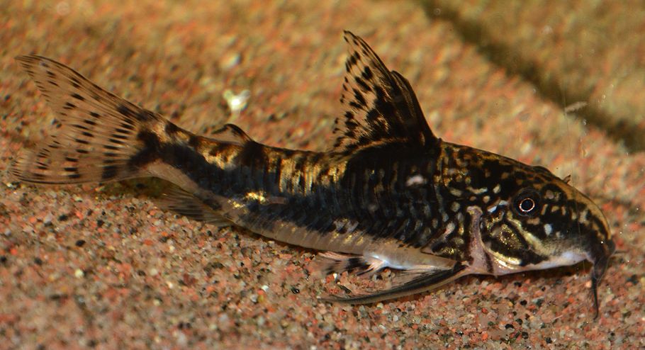 Corydora gigante o Scleromystax barbatus: pez limpiafondos agua fria