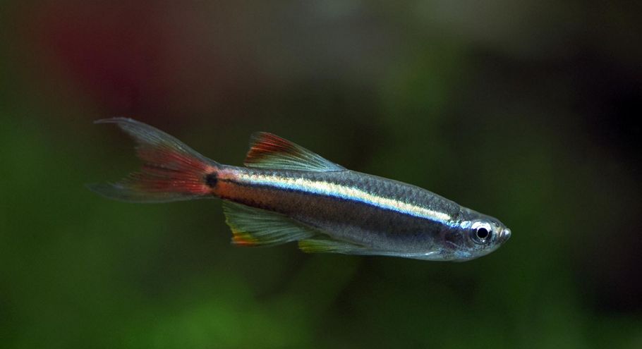tanichthys albonubes o neon chino, una especie de peces de agua fria bonitos