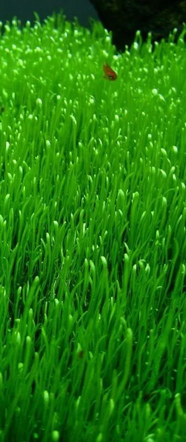 Planta tapizante para acuario carnívora: la utricularia graminifolia