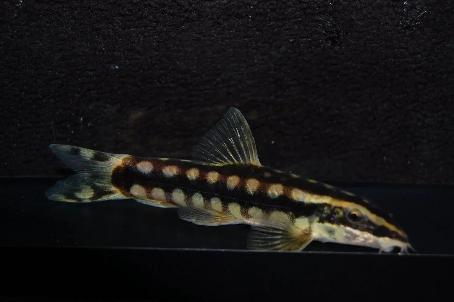 Botia nigrolineata peces de agua fria para acuario
