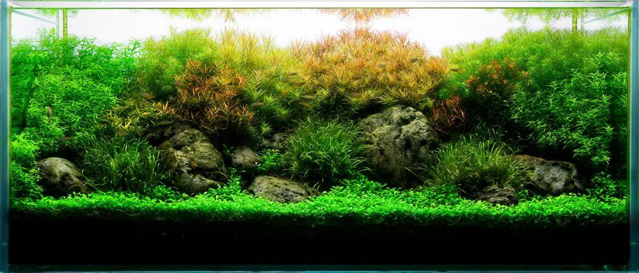 Acuario plantado estilo paisajismo naturalista: cómo montar un acuario plantado paso a paso