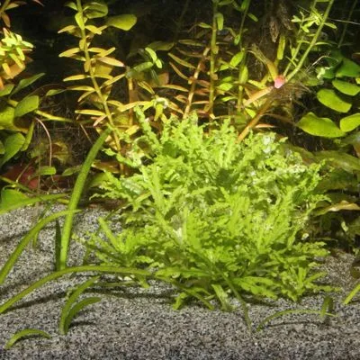 Muestra de arena para acuario color gris sansibar gray