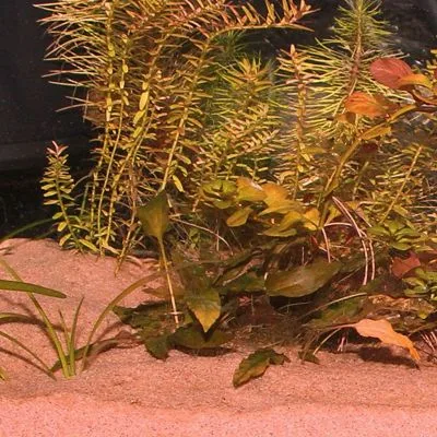Muestra arena acuario sansibar red