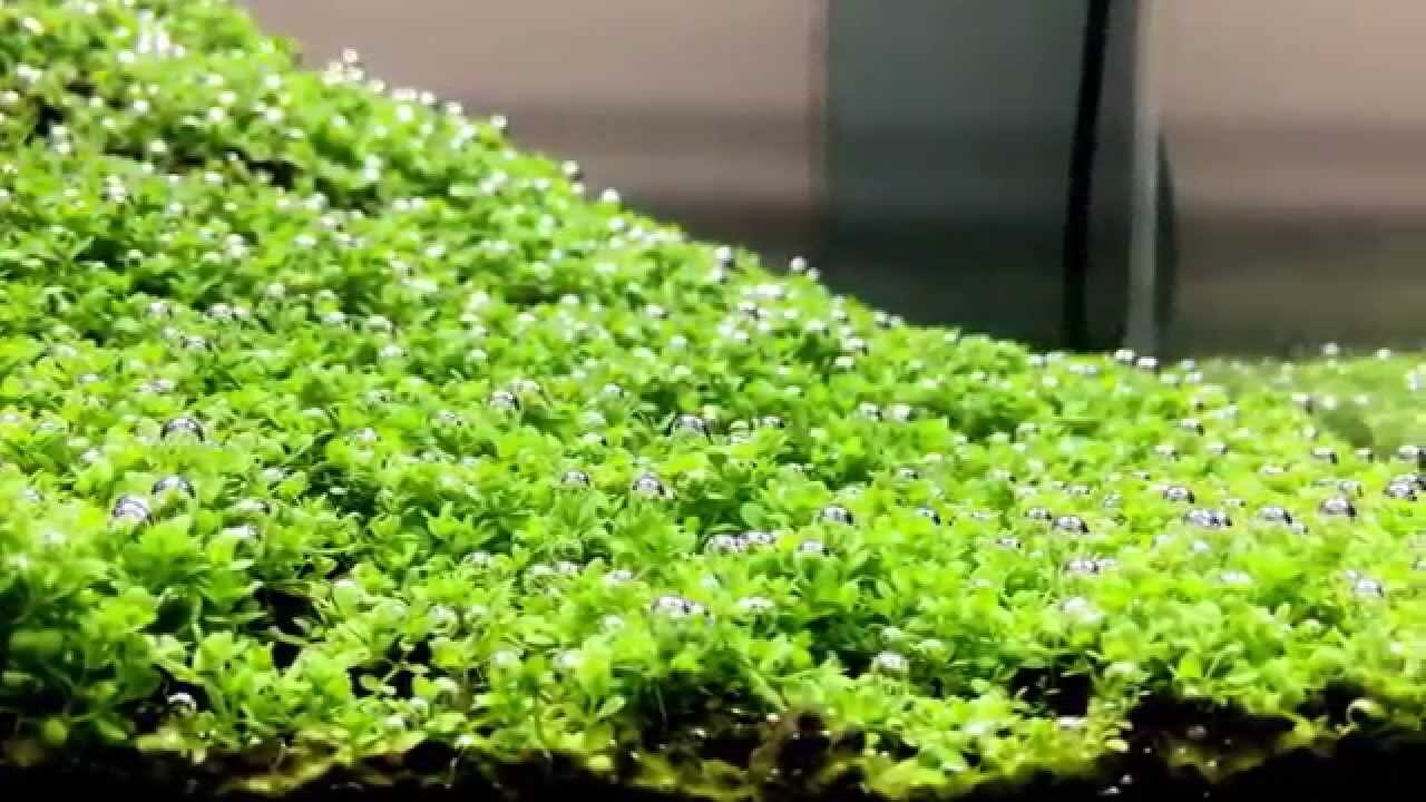 8 plantas tapizantes para acuario que te van a sorprender. 8 plantas tapizantes para acuario que te van a sorprender.